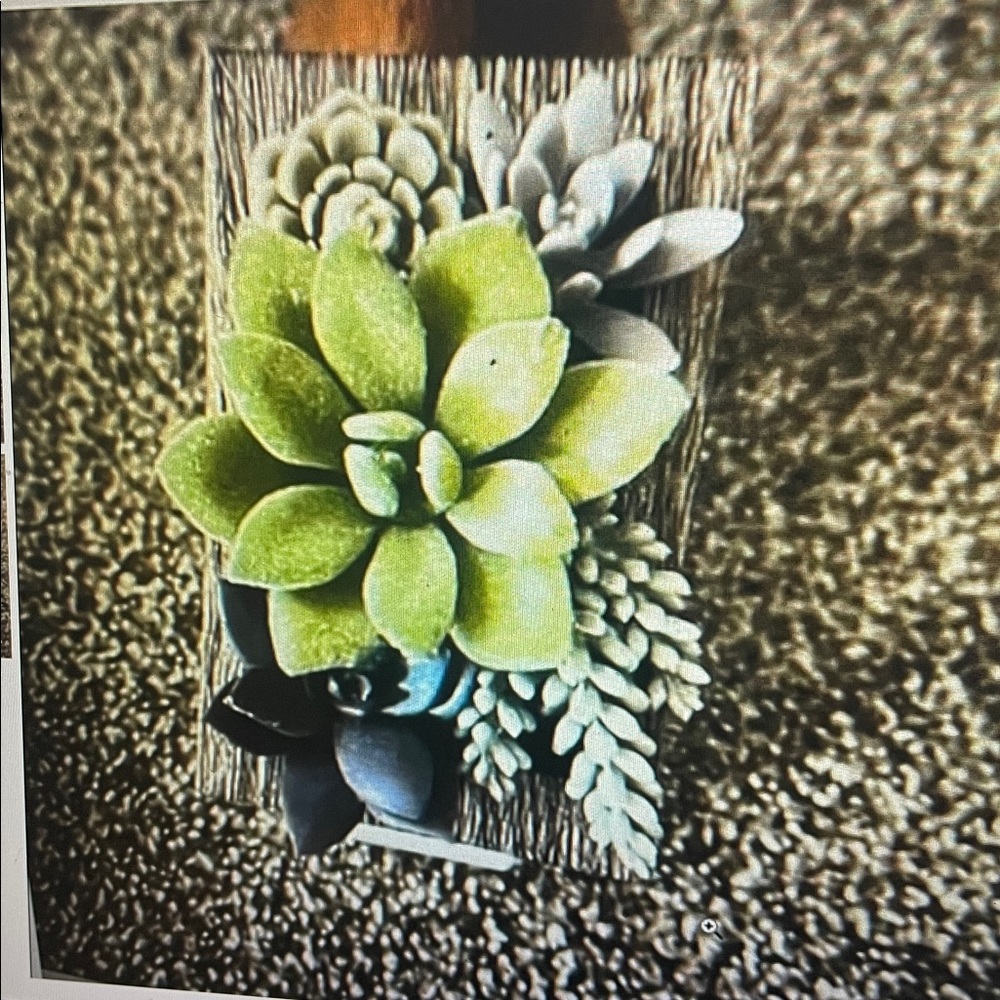 BATH & BODY WORKS FRAMED SUCCULENTS WALLFLOWER FRAGRANCE PLUG IN
